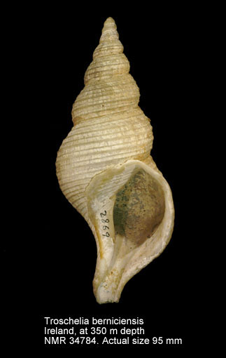 Troschelia berniciensis.jpg - Troschelia berniciensis(King,1846)